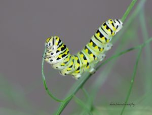 1a-omg-eating-9-7-16