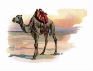 Camel Crossing A Vast And Forbidding Desert